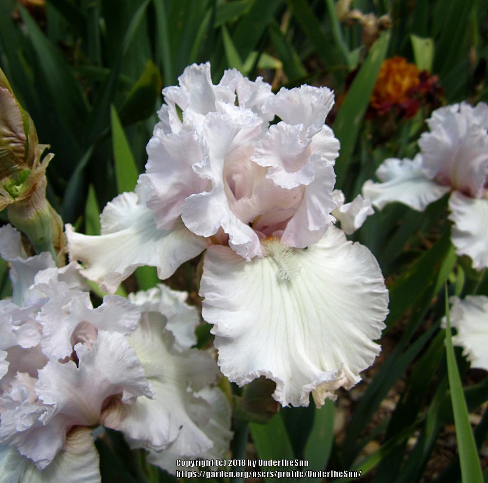 Photo of Tall Bearded Iris (Iris 'Venetian Glass') uploaded by UndertheSun