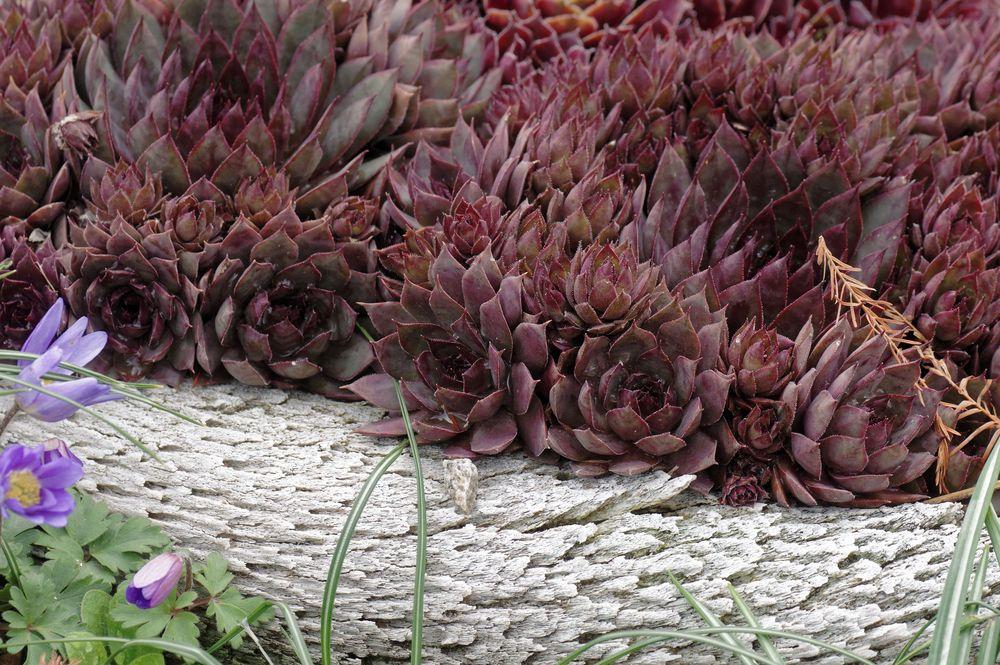 Photo of Hen and Chicks (Sempervivum 'Red Cloud') uploaded by dirtdorphins