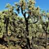 Chain fruit cholla growing in a large cluster at the north end of