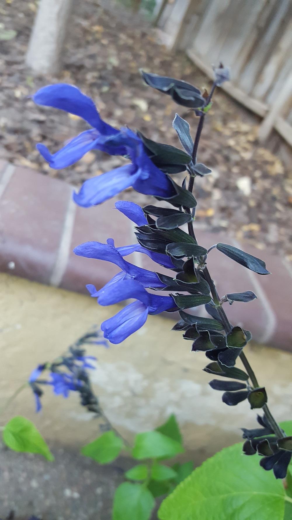 Photo of Blue Anise Sage (Salvia coerulea Nectar Blue™) uploaded by maugreall