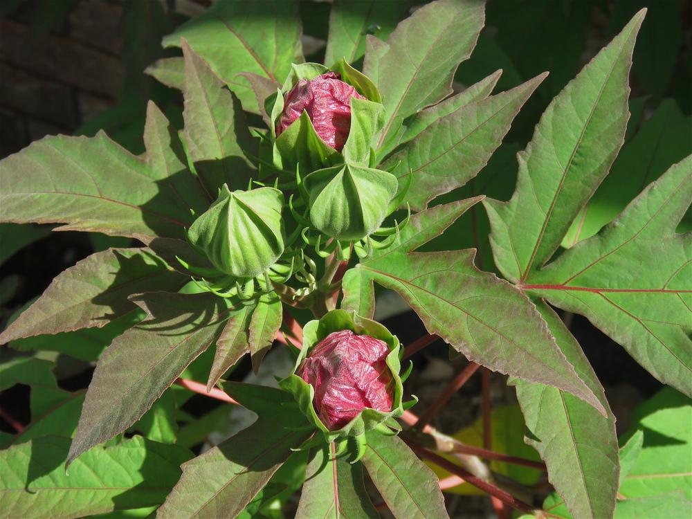 Photo of Hybrid Hardy Hibiscus (Hibiscus Summerific™ Berry Awesome) uploaded by plantladylin