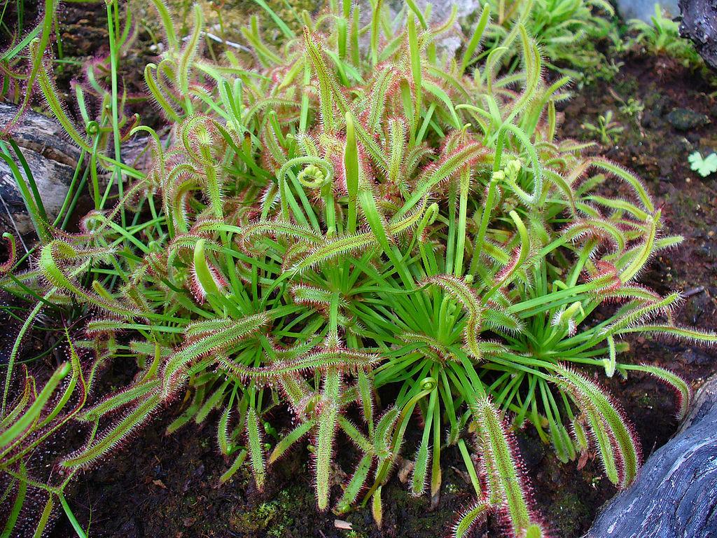 Photo of Cape Sundew (Drosera capensis) uploaded by robertduval14