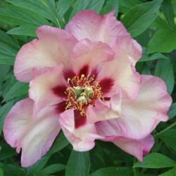 Location: My Garden, Ontario, Canada
Date: 2018-06-16
Itoh Peony 'Berry Garcia', first day bloom.
