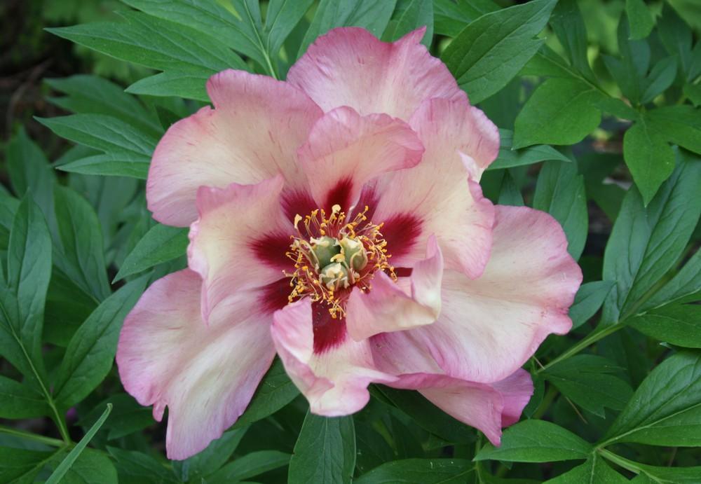 Photo of Itoh Peony (Paeonia 'Berry Garcia') uploaded by touchofsky