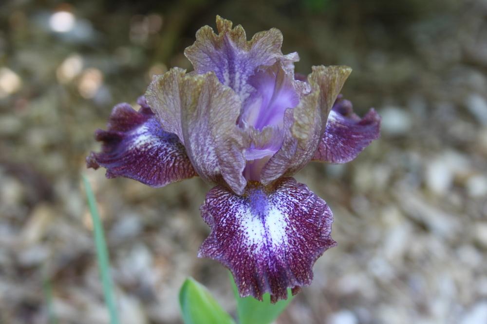 Photo of Standard Dwarf Bearded Iris (Iris 'Mesa Sunrise') uploaded by touchofsky