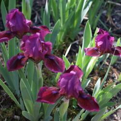 Location: My Garden, Ontario, Canada
Date: 2018-05-26
This little iris has been in my garden for 25 years, and always p