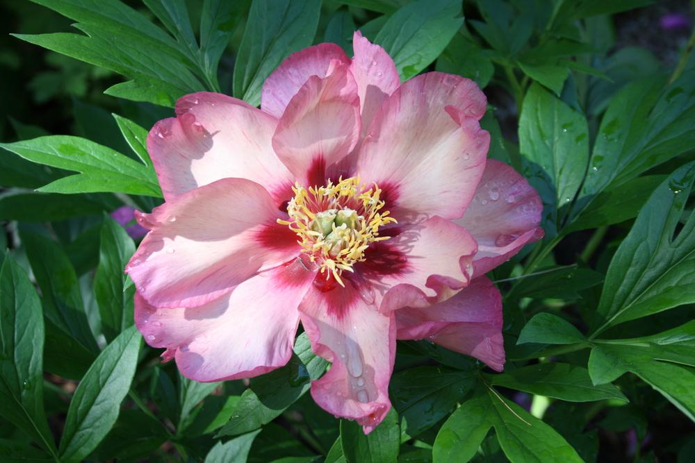 Photo of Itoh Peony (Paeonia 'Berry Garcia') uploaded by touchofsky