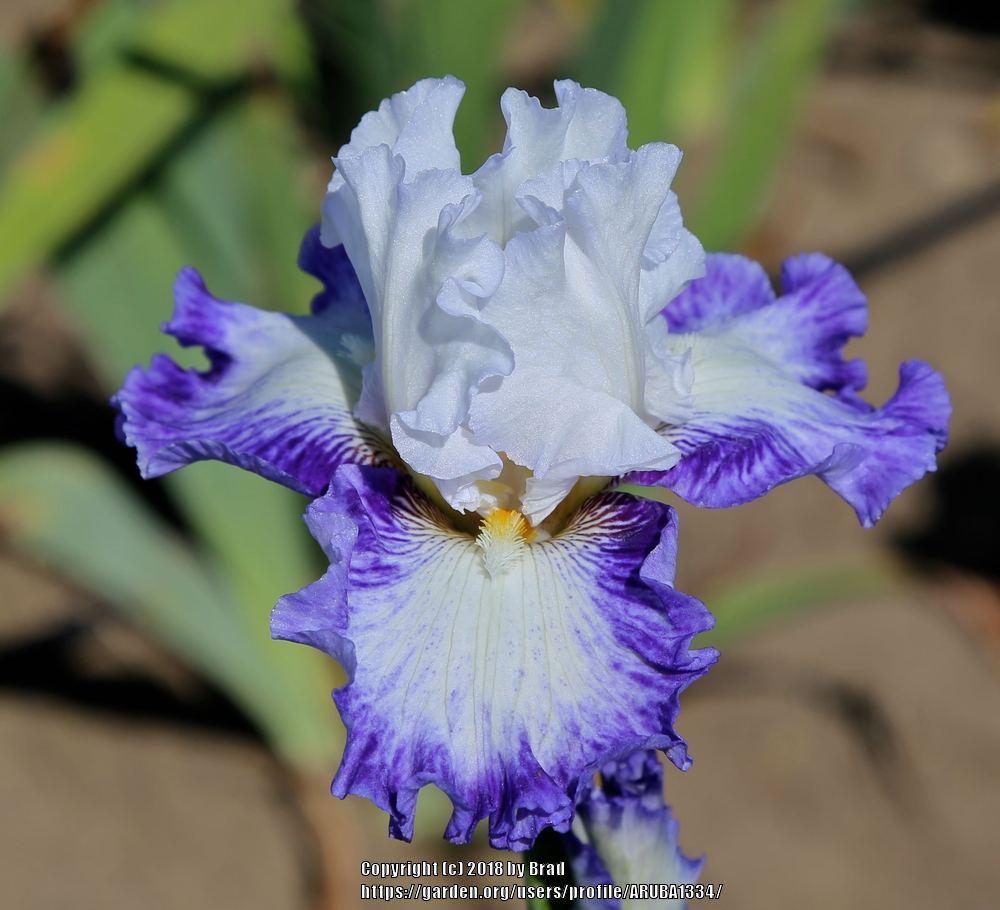 Photo of Tall Bearded Iris (Iris 'Breaking the Ice') uploaded by ARUBA1334