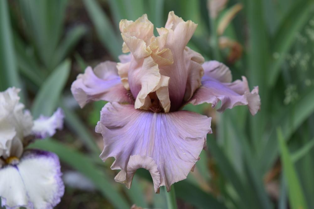 Photo of Tall Bearded Iris (Iris 'Enter the Dragon') uploaded by Dachsylady86