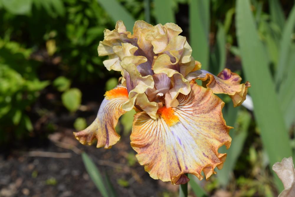 Photo of Tall Bearded Iris (Iris 'Big Break') uploaded by Dachsylady86