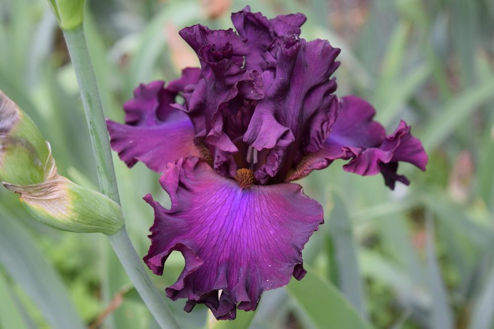 Photo of Tall Bearded Iris (Iris 'Dash of Burgundy') uploaded by Dachsylady86