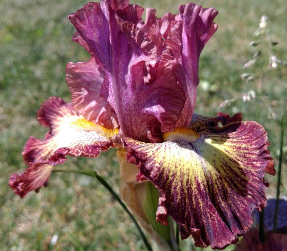 Photo of Tall Bearded Iris (Iris 'Are You Free') uploaded by DogsNDaylilies