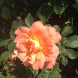Location: In my garden, Falls Church, VA
Date: 2018-06-21
Same bloom - different angle