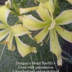 
"Photo Courtesy of Dragon's Mead Daylily Garden, Used With Permis