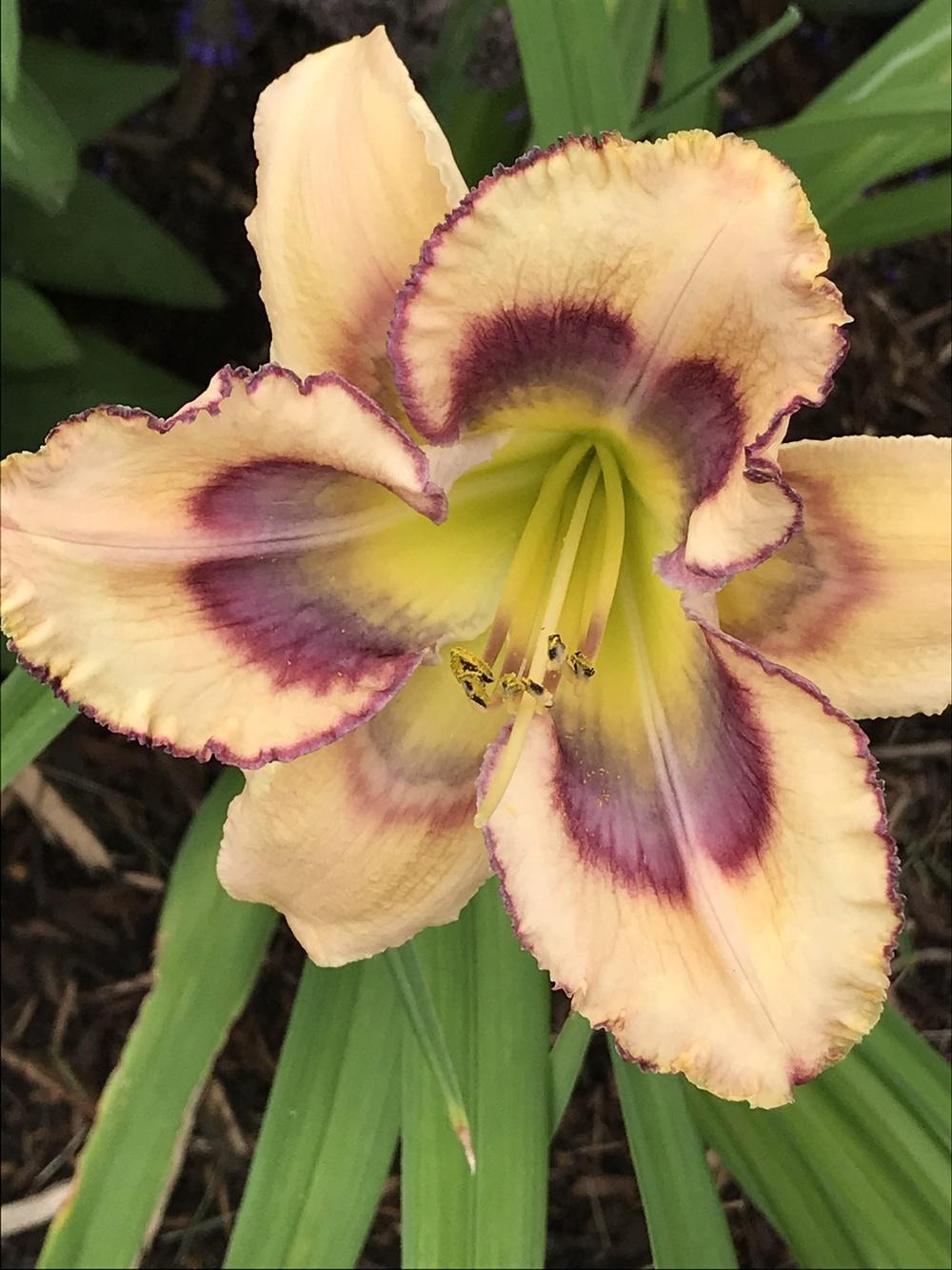 Photo of Daylily (Hemerocallis 'Tricolor') uploaded by Legalily