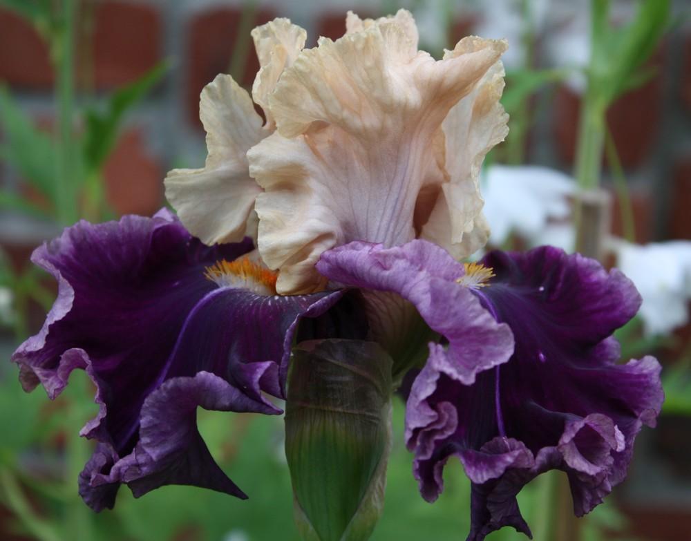 Photo of Tall Bearded Iris (Iris 'Roaring Twenties') uploaded by SuzPics