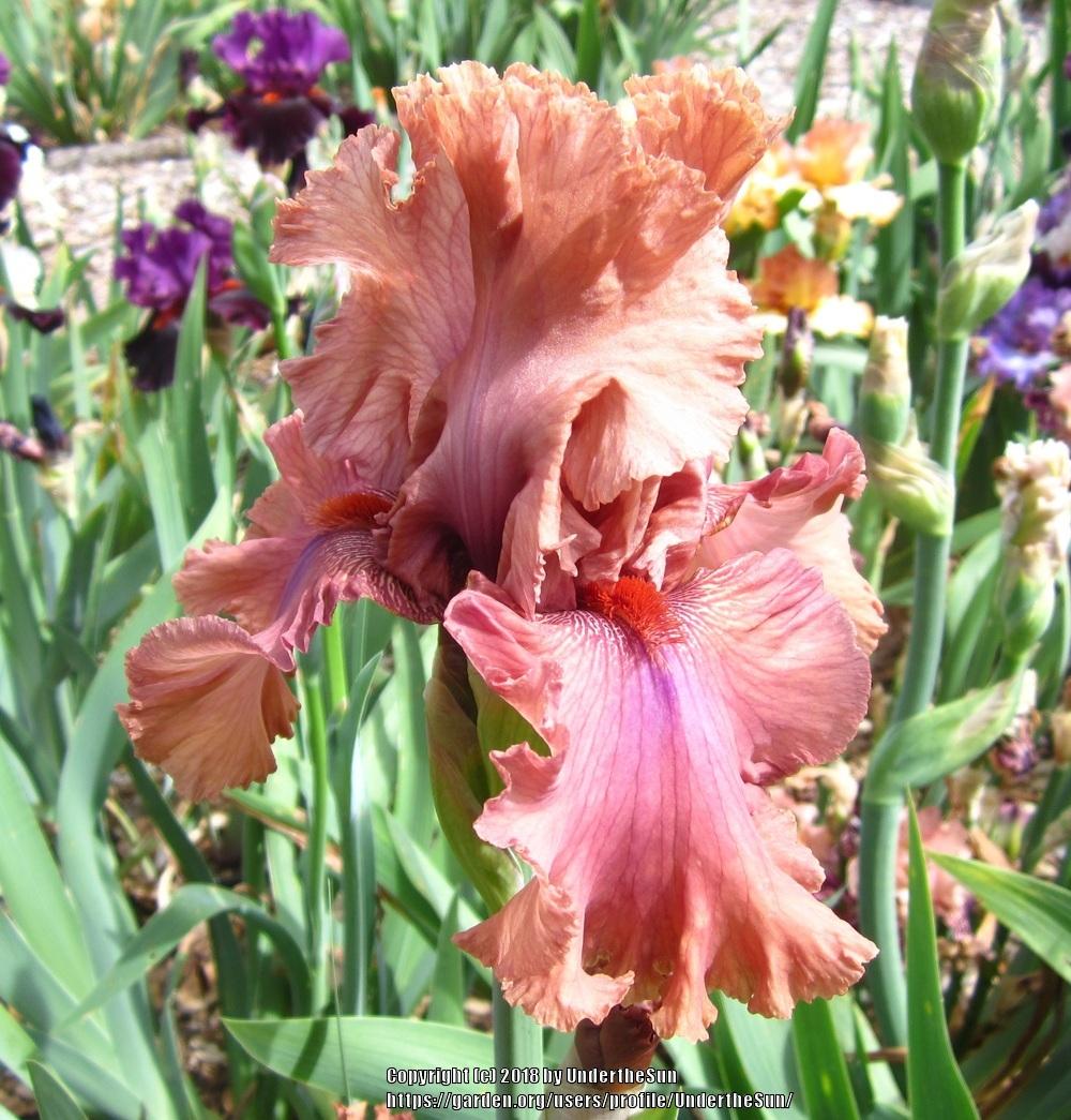 Photo of Tall Bearded Iris (Iris 'Buongiorno') uploaded by UndertheSun
