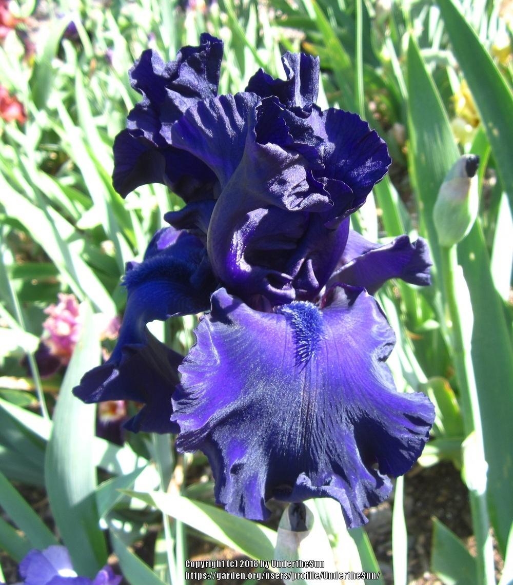 Photo of Tall Bearded Iris (Iris 'Dusky Challenger') uploaded by UndertheSun