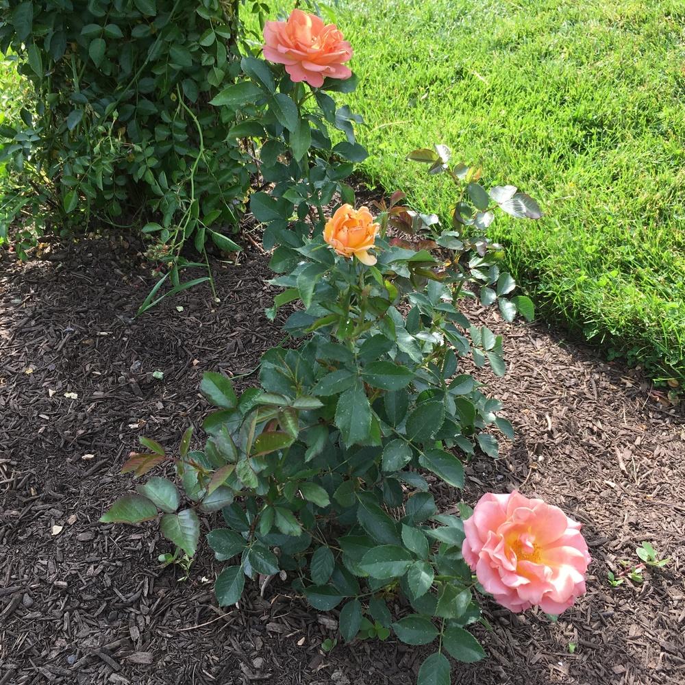 Photo of Rose (Rosa 'Pumpkin Patch') uploaded by csandt