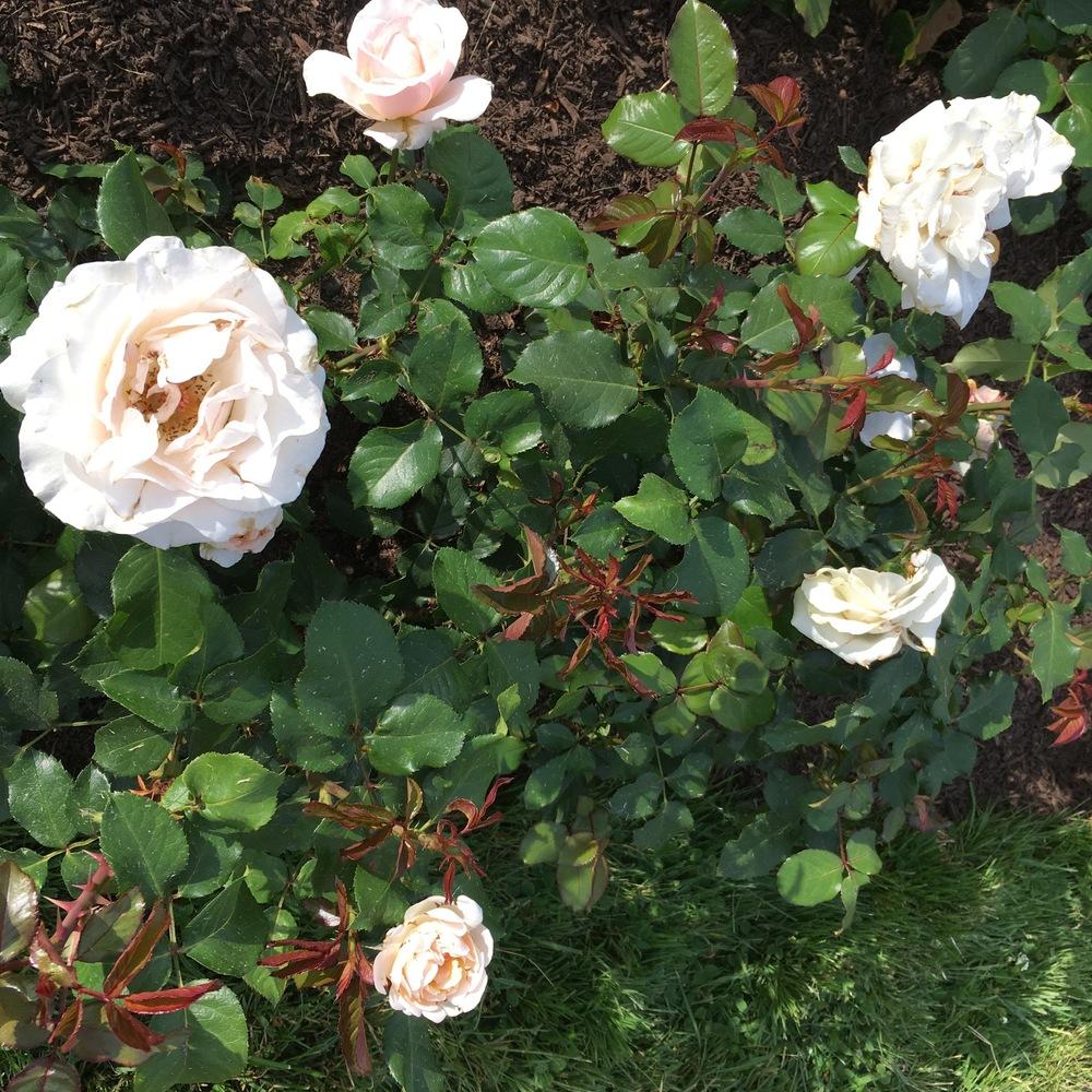Photo of Rose (Rosa 'Johann Strauss') uploaded by csandt