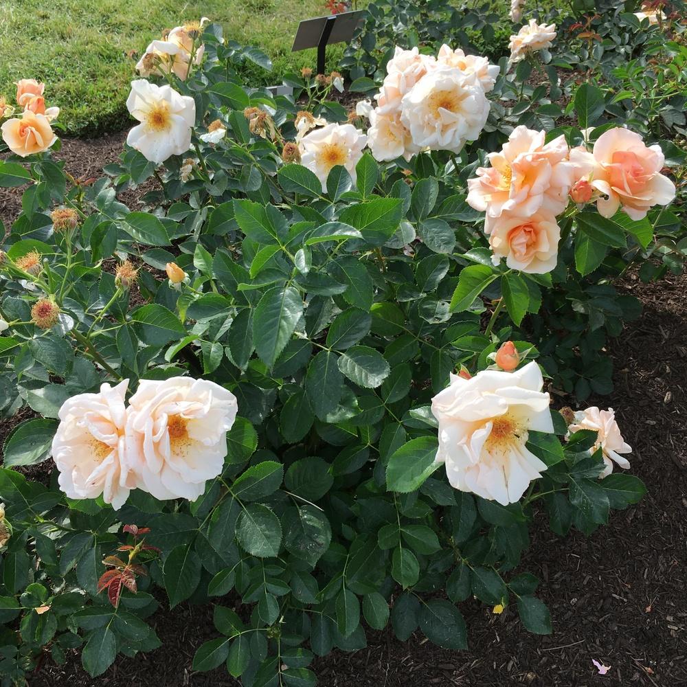 Photo of Rose (Rosa 'Golden Unicorn') uploaded by csandt