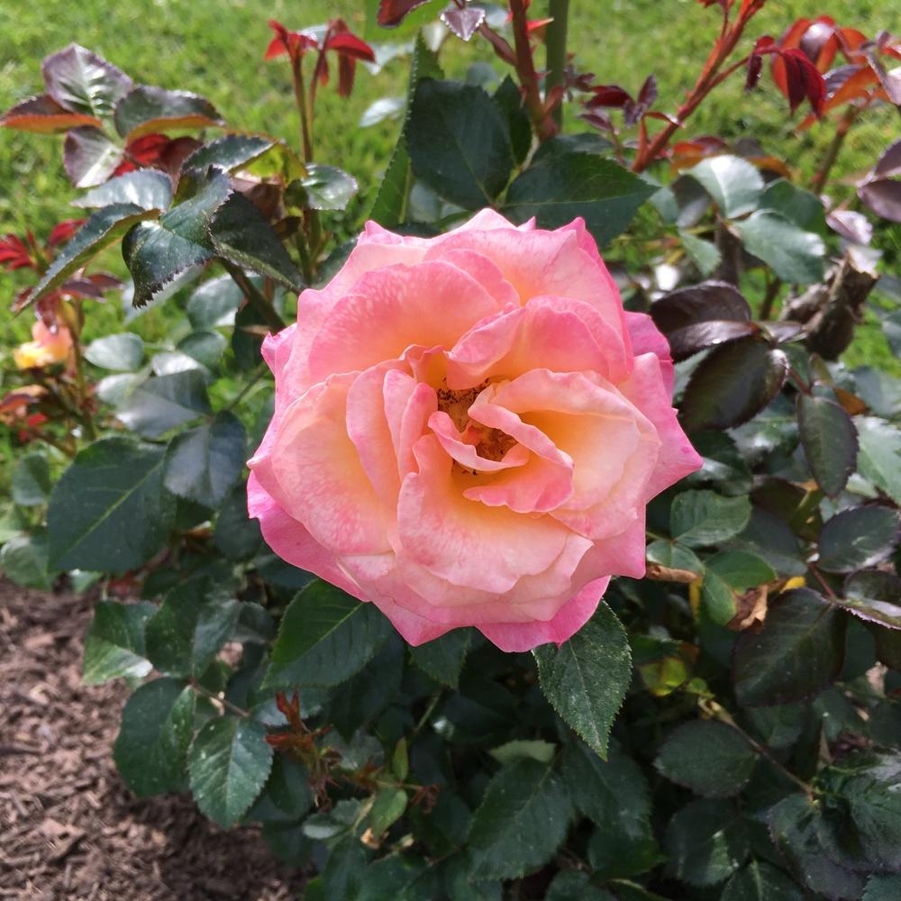 Photo of Rose (Rosa 'Day Breaker') uploaded by csandt