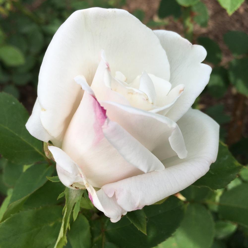 Photo of Rose (Rosa 'Frau Karl Druschki') uploaded by csandt