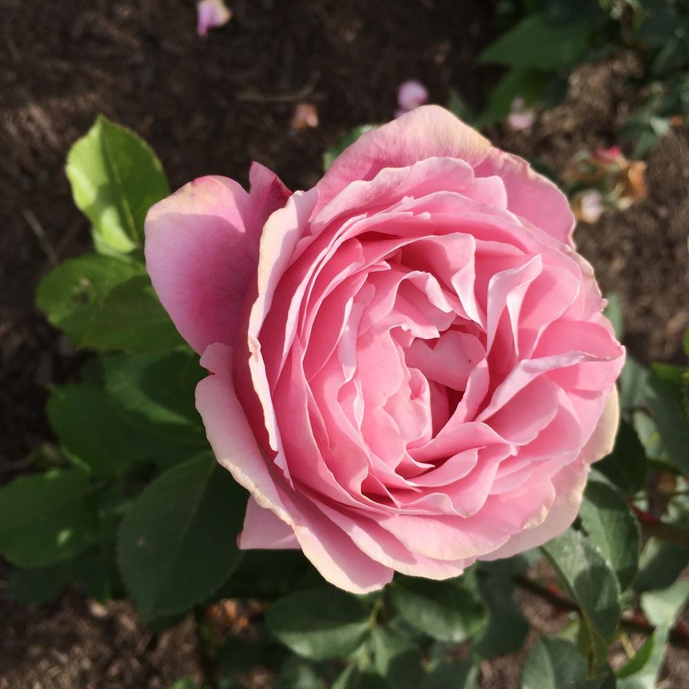 Photo of Rose (Rosa 'Soeur Emmanuelle') uploaded by csandt