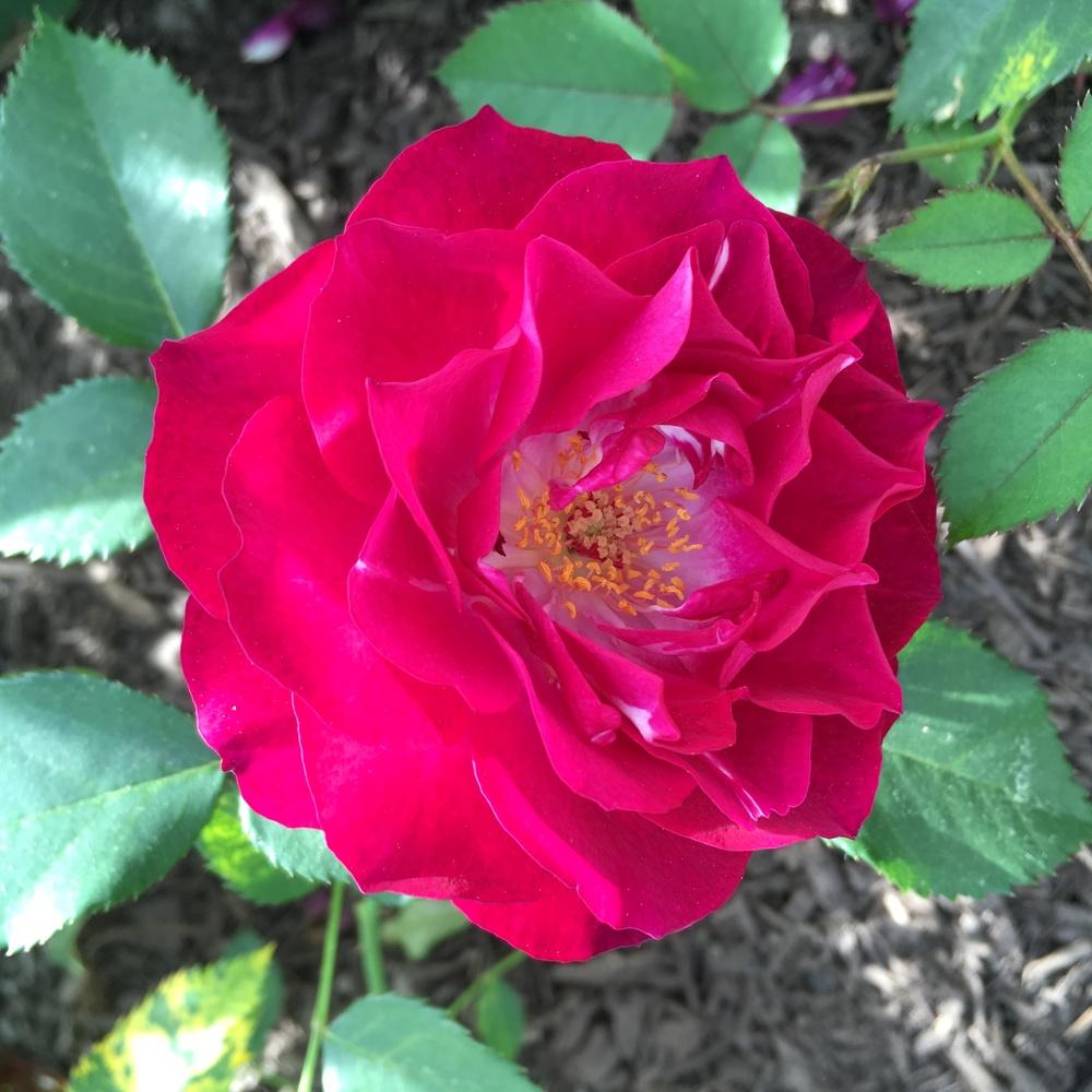 Photo of Rose (Rosa 'Wild Blue Yonder') uploaded by csandt