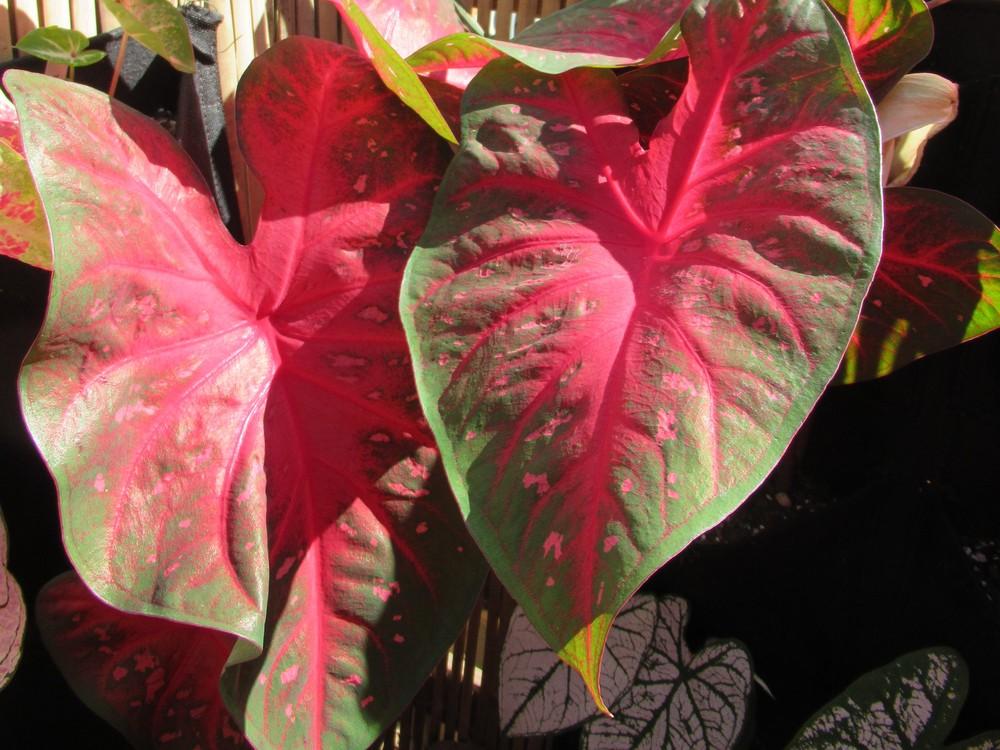 Photo of Fancy-leaf Caladium (Caladium 'Red Flash') uploaded by stilldew