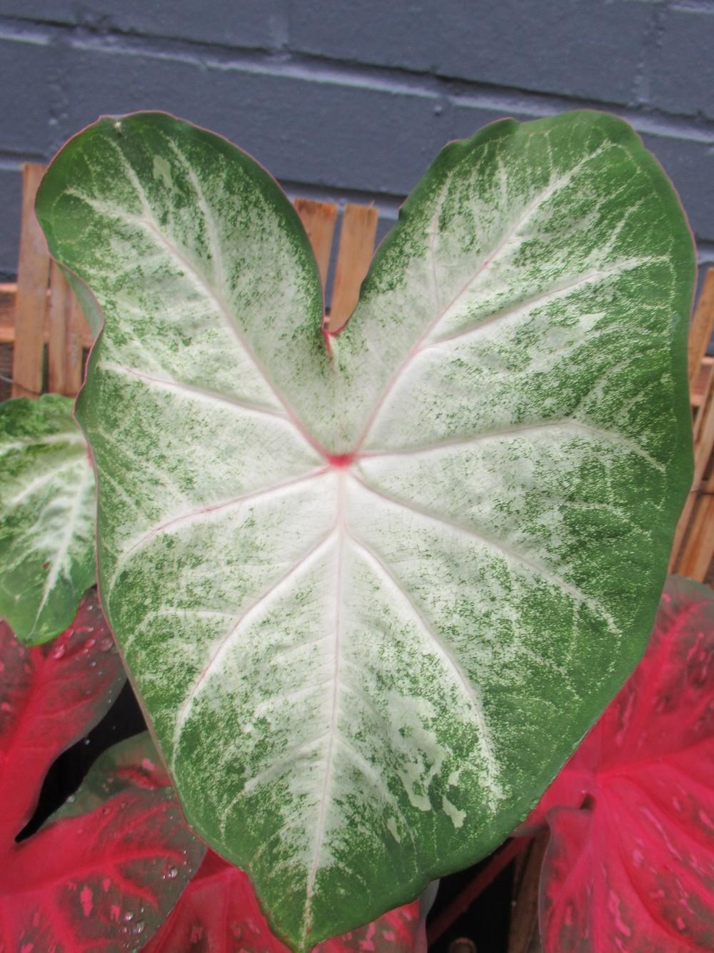 Photo of Fancy-Leaf Caladium (Caladium 'Grey Ghost') uploaded by stilldew