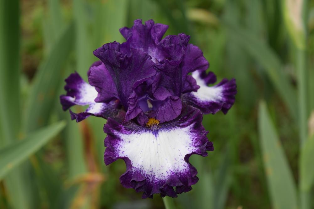 Photo of Tall Bearded Iris (Iris 'Marry the Night') uploaded by Dachsylady86