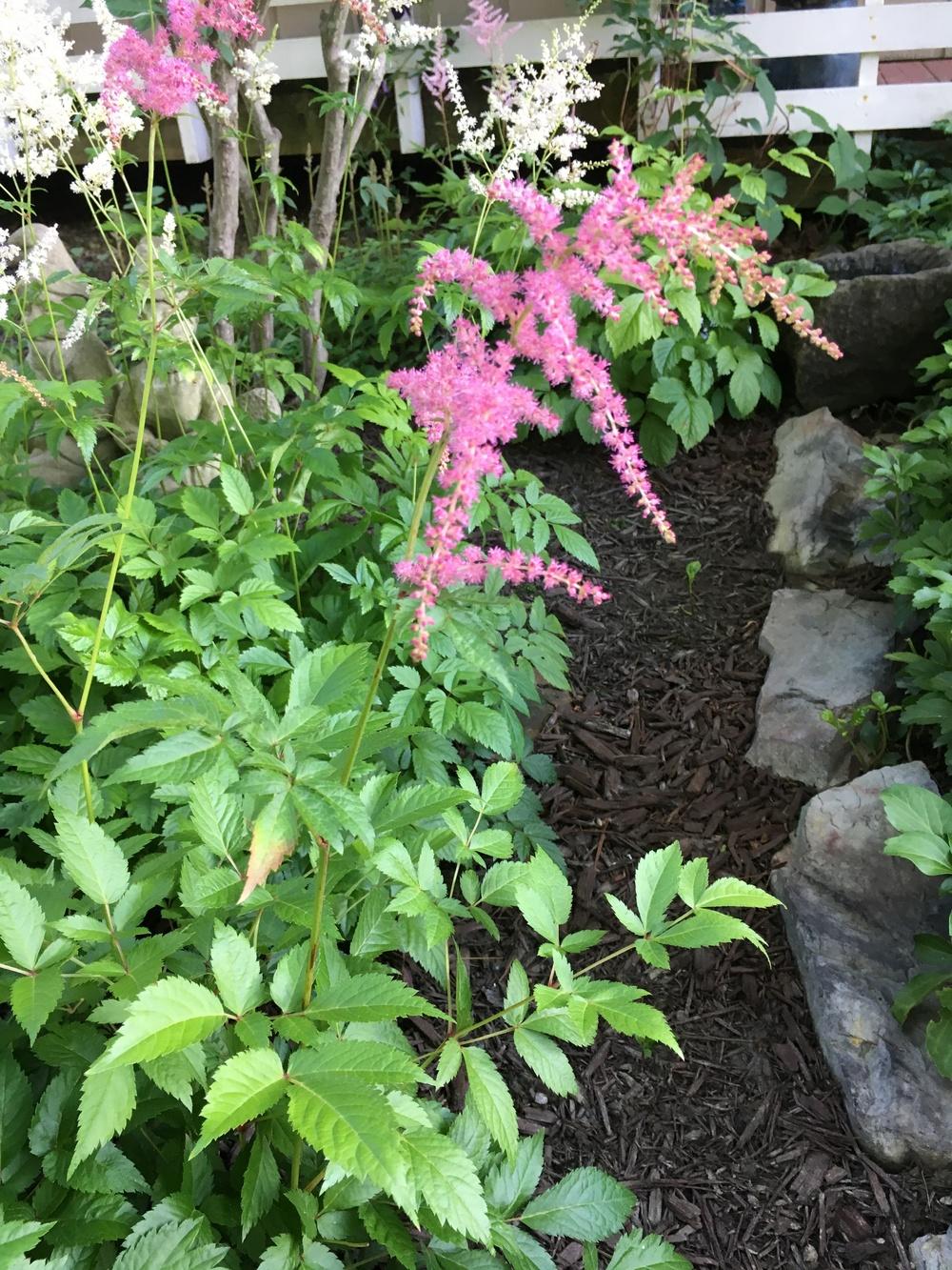 Photo of Astilbe 'Straussenfeder' uploaded by Lucichar