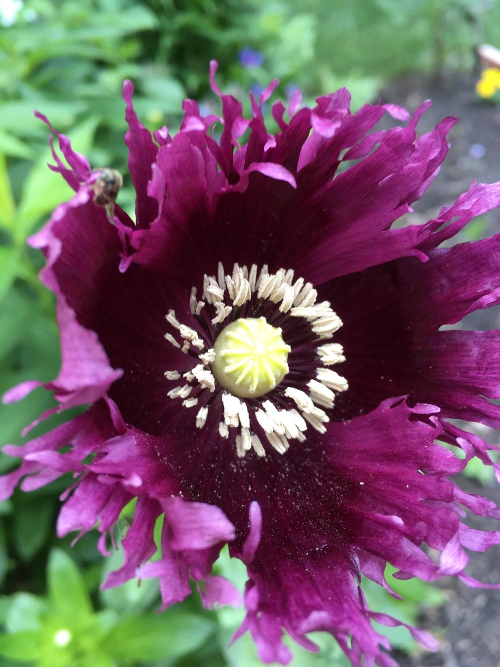 Photo of Opium Poppy (Papaver somniferum) uploaded by Samlav