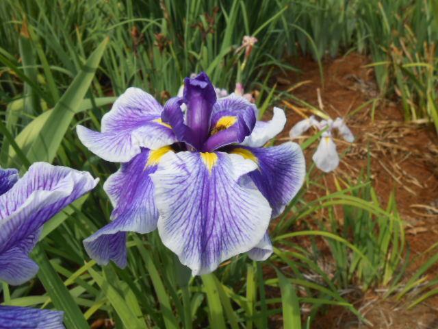 Photo of Japanese Iris (Iris ensata 'Crystal Halo') uploaded by crowrita1