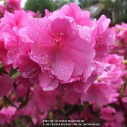 Location: Falls Church, VA
Date: 2017-04-25
Azalea, same as Slice of Pink Cloud covered with raindrops