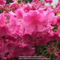 Location: Falls Church, VA
Date: 2017-04-25
Azalea, same as Slice of Pink Cloud banner covered with raindrops