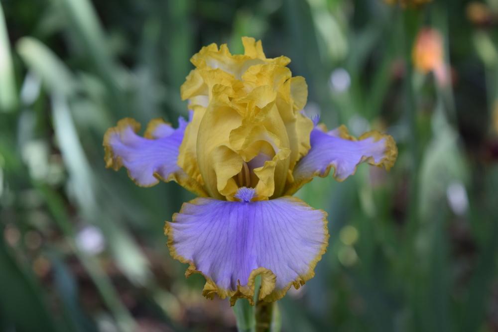 Photo of Tall Bearded Iris (Iris 'Point of Interest') uploaded by Dachsylady86