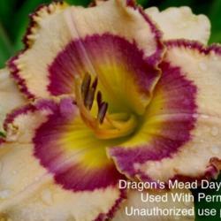 Location: Dragon’s Meade Daylilys 
Hybridizers Photo, Used With Permission Unauthorized use prohibit