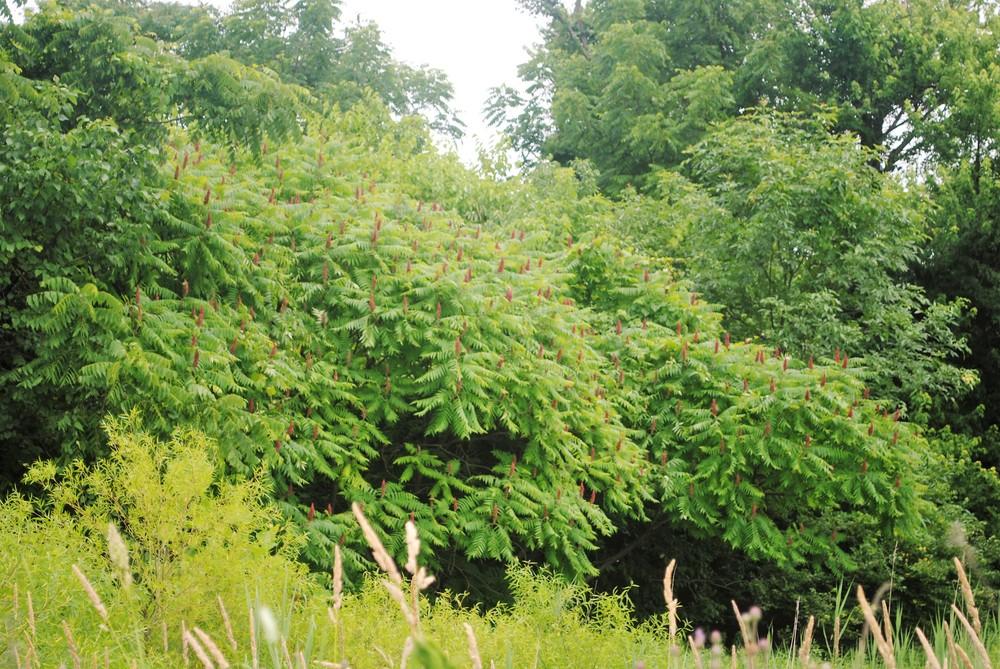 Photo of Staghorn Sumac (Rhus typhina) uploaded by ILPARW