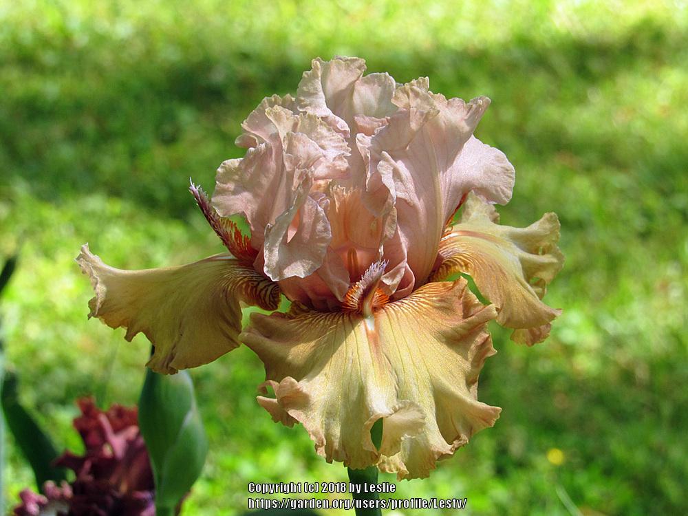 Photo of Tall Bearded Iris (Iris 'Bubble Baby') uploaded by Lestv