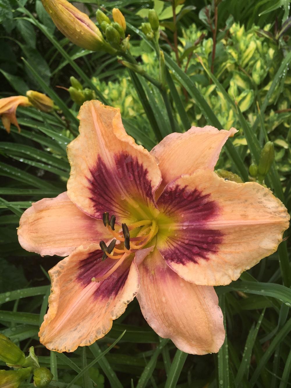 Photo of Daylily (Hemerocallis 'Paper Butterfly') uploaded by Lucichar