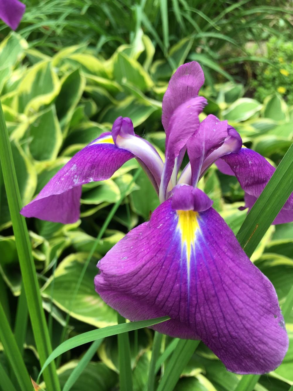 Photo of Japanese Iris (Iris ensata 'R. Giskard') uploaded by Lucichar