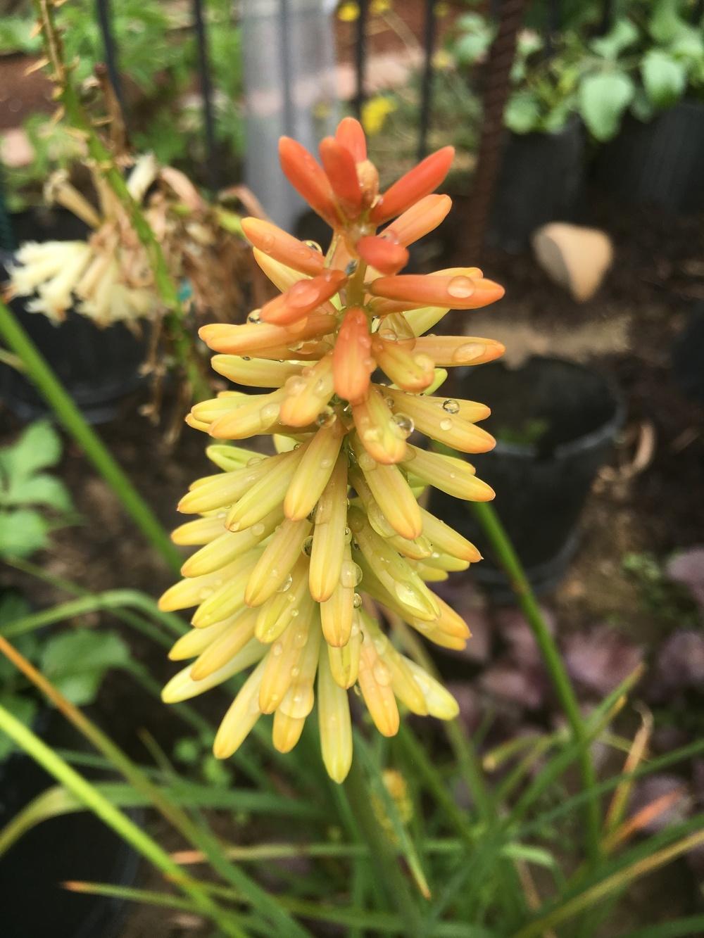 Photo of Red-hot Poker (Kniphofia 'Border Ballet') uploaded by Lucichar