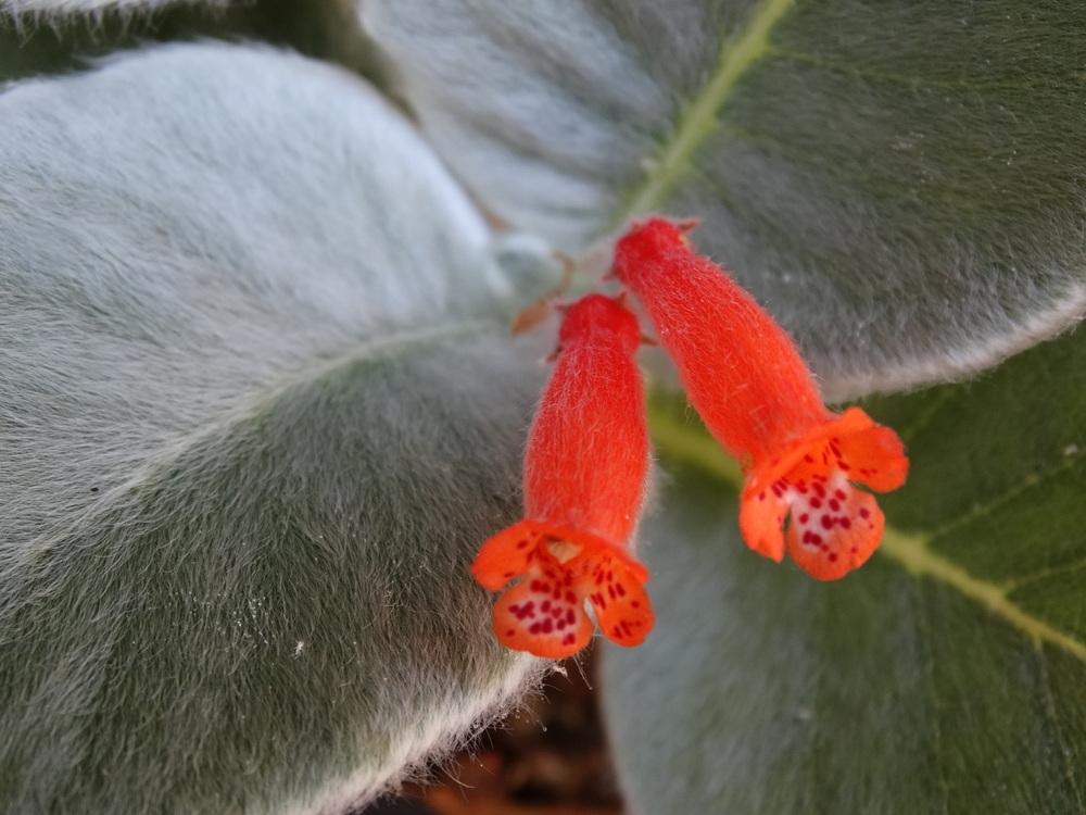 Photo of Brazilian Edelweiss (Sinningia leucotricha) uploaded by carpathiangirl