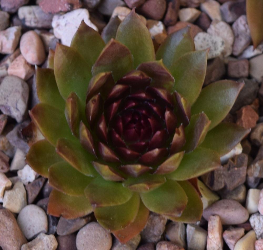 Photo of Hen and Chick (Sempervivum 'Red Hot Chili') uploaded by chadu82
