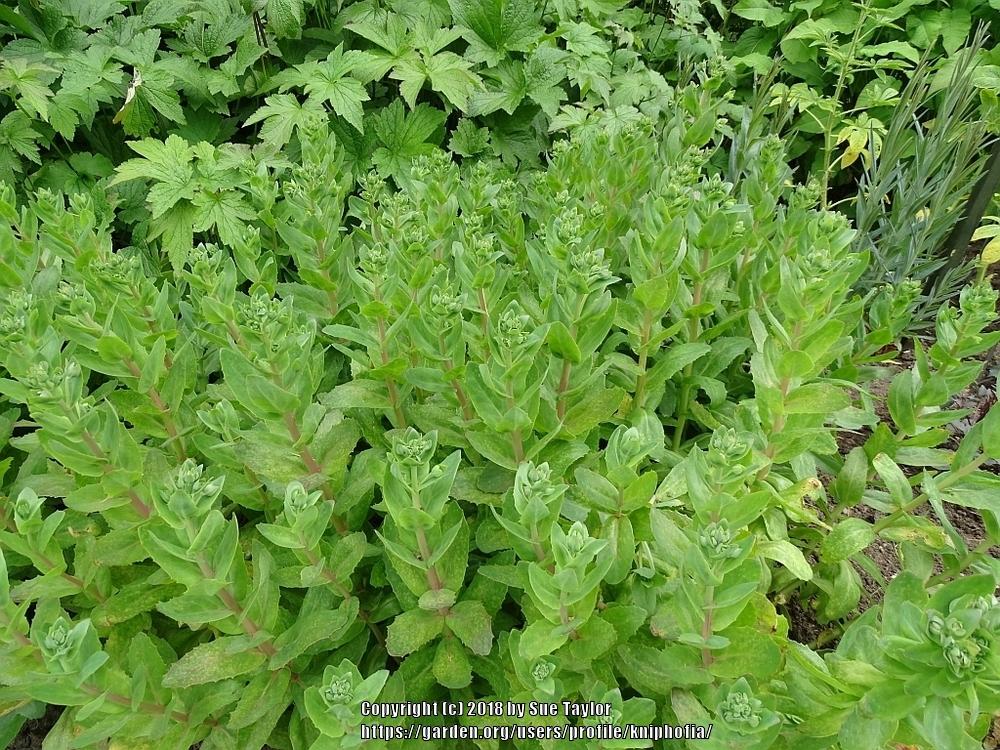 Photo of Sedum (Hylotelephium maximum subsp. maximum 'Gooseberry Fool') uploaded by kniphofia