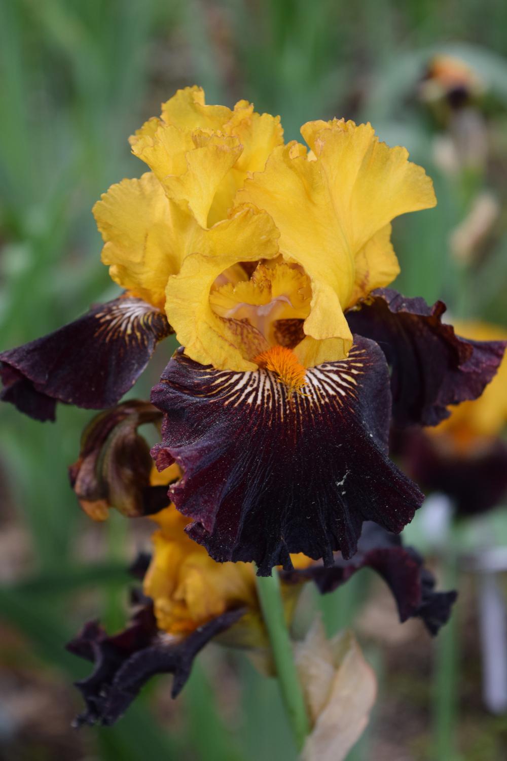 Photo of Tall Bearded Iris (Iris 'Rise Like a Phoenix') uploaded by Dachsylady86