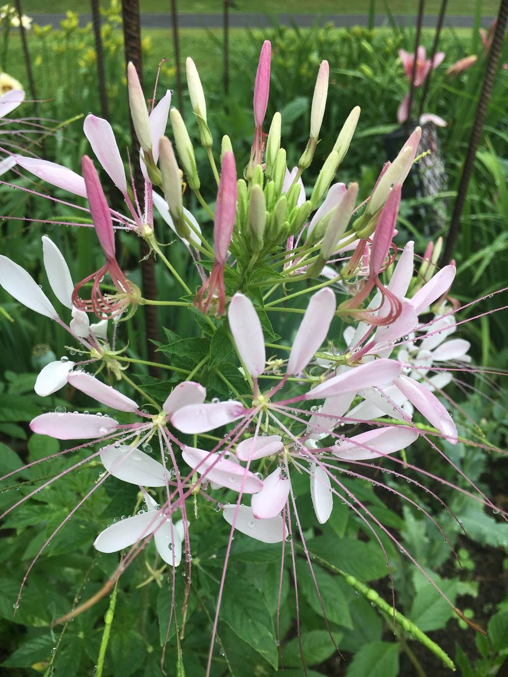 Photo of Cleome uploaded by Lucichar