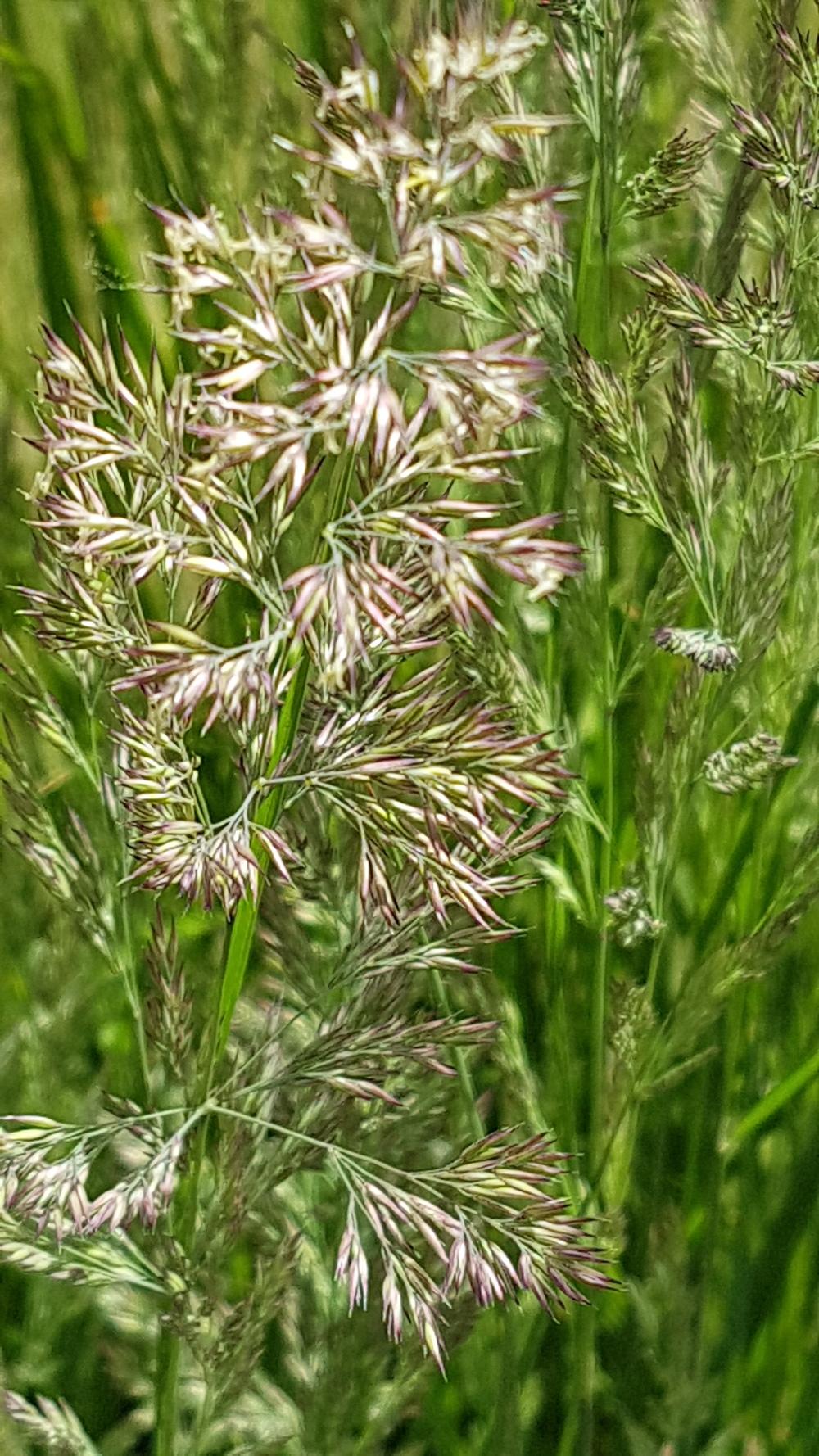 Photo of Feather Reed Grass (Calamagrostis x acutiflora 'Karl Foerster') uploaded by MissMew
